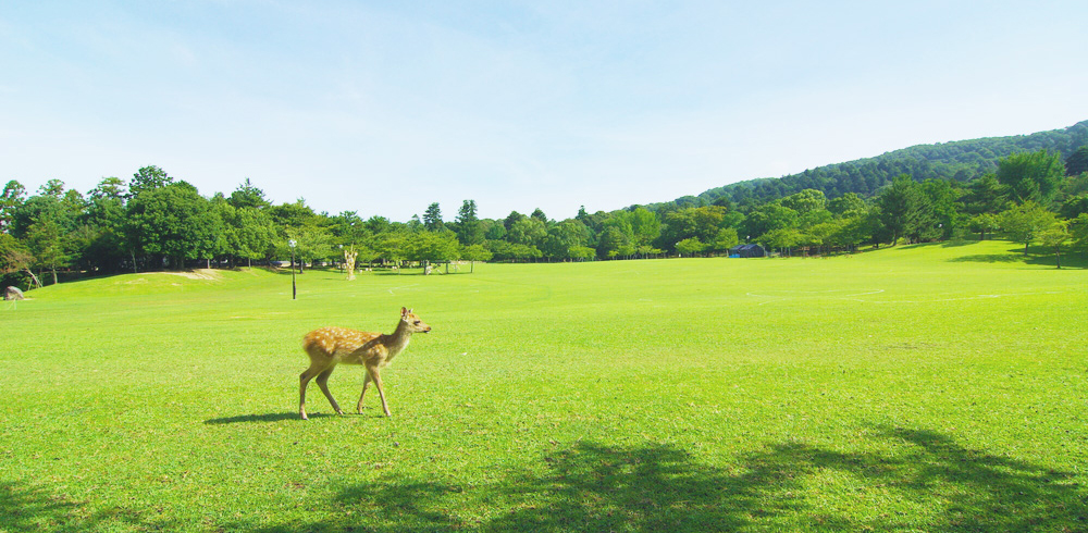 奈良の風景1